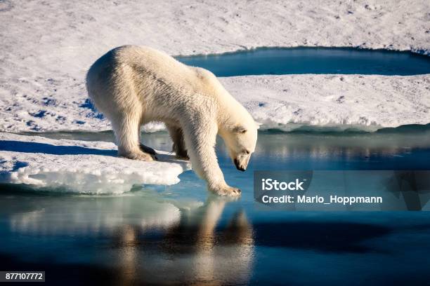 Majestic Polar Bear Touching Sea Surface Stock Photo - Download Image Now - Polar Bear, Climate Change, Arctic