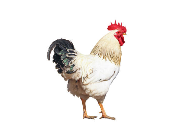 istock White cock with black and green tail. Rooster on white background, isolated 877109228