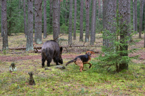 istock Hunting with hound on wildboar 877109356