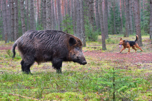 istock Hunting with hound on wildboar 877110060
