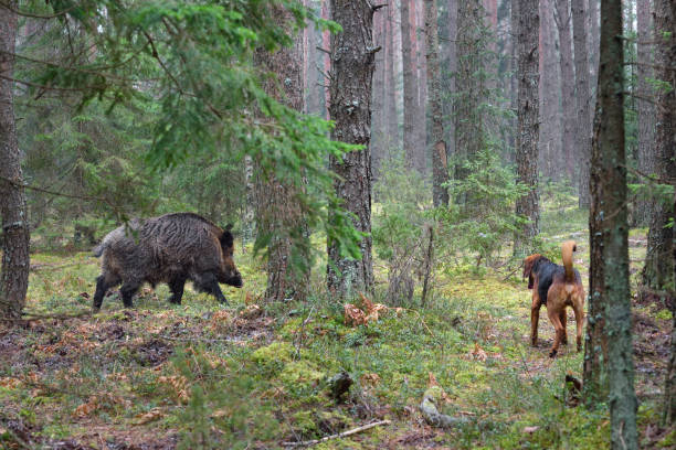istock Hunting with hound on wildboar 877110218