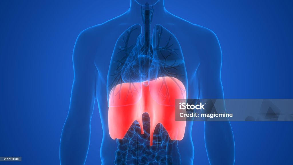 Human Body Organs Posterior View Stock Photo Biology Diagrams