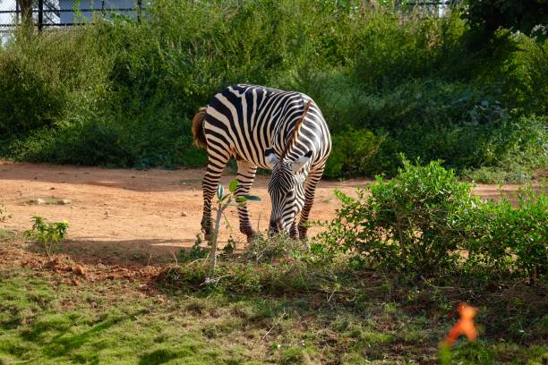 istock Couple of Zebra in park 877111424