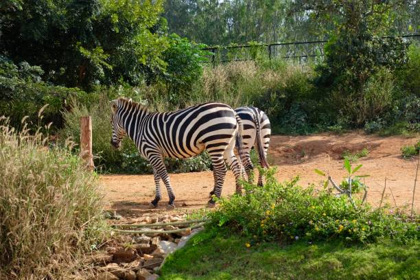 istock Couple of Zebra in park 877112056