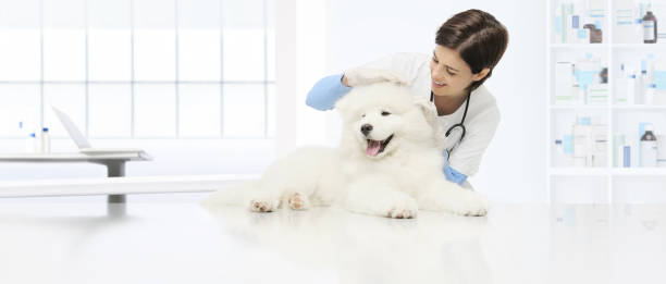 veterinário de cão exame veterinário verifica o cão de orelhas a tabela na clínica veterinária - veterinary office - fotografias e filmes do acervo