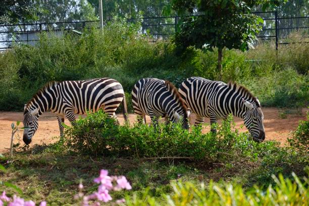 Bannerghatta National Park Stock Photos, Pictures & Royalty-Free Images - iStock Bannerghatta National Park Stock Photos, Pictures & Royalty-Free Images - iStock
