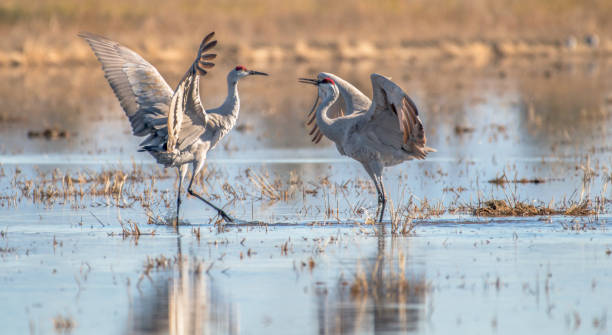 istock Who's the Bigger Crane? 877115316