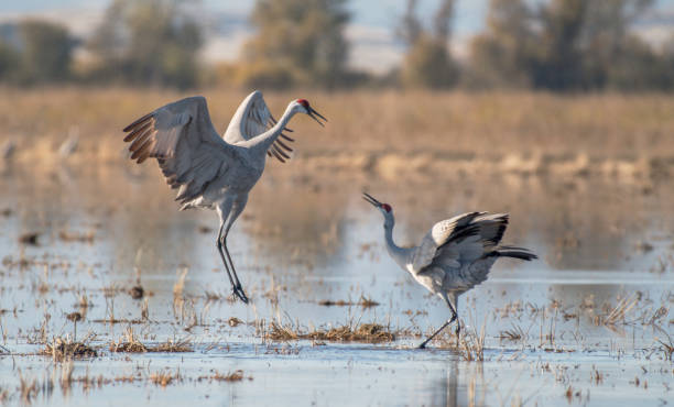 istock King of the Sandhill 877115366