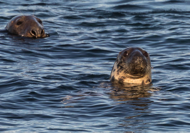 istock Seal Pair Swimming 877117684