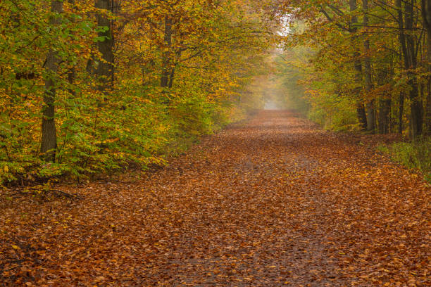 istock Tricity Landscape Park 877118184