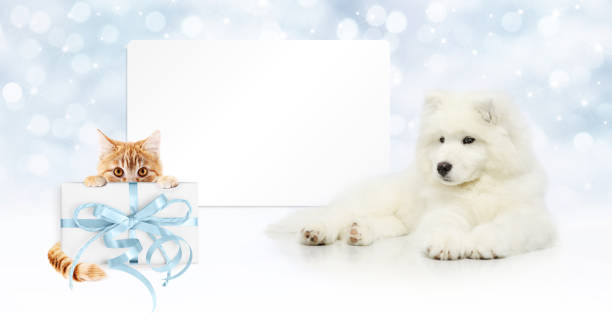 tarjeta de regalo, el perro y el gato con el paquete en el fondo de luces de navidad, plantilla de banner copia espacio - can label packaging blank fotografías e imágenes de stock