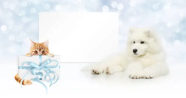 Photo of gift card, dog and cat with package on christmas lights background, banner copy space template