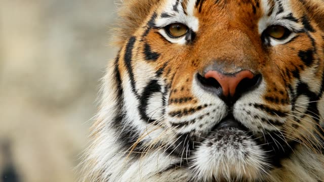 Tiger Stock Videos and Royalty-Free Footage - iStock