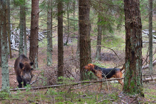 istock Hunting with hound on wildboar 877122222