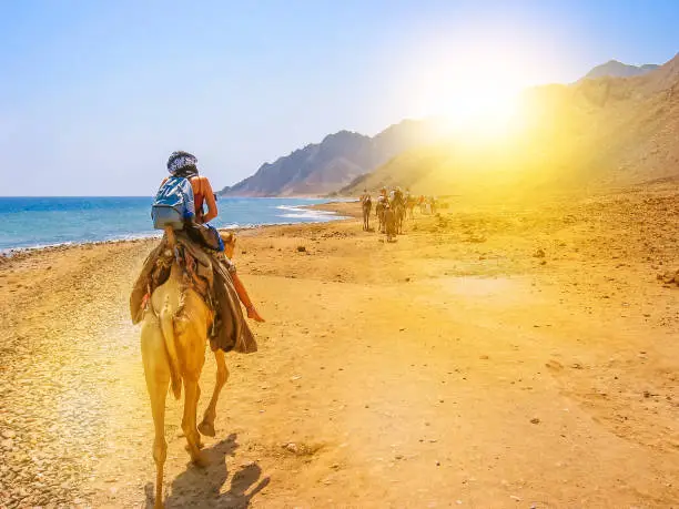 tourists and undefined woman on camels ride with Bedouins along the coast of the golden city famous for its sunsets and Blue Hole. Dahab, Red Sea, Sinai Peninsula, Egypt