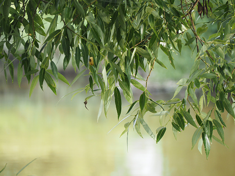 Willow branch over the river, natural green background. Twig willows, also called sallows or osiers, genus salix