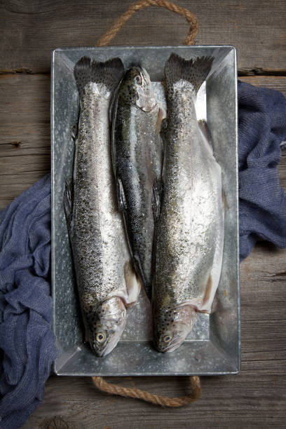 istock River trout on a metal tray 877123012