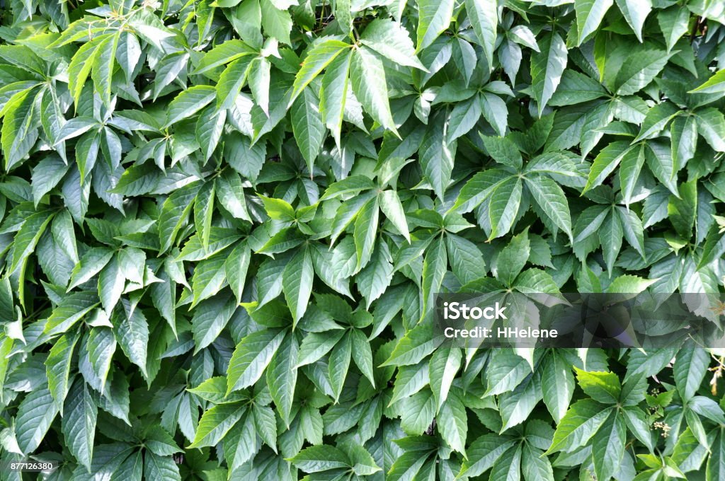 Parthenocissus quinquefolia