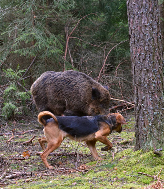 istock Hunting with hound on wildboar 877129782