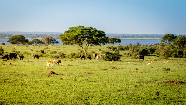 una acacia de la espina de paraguas solitario - lake victoria fotografías e imágenes de stock