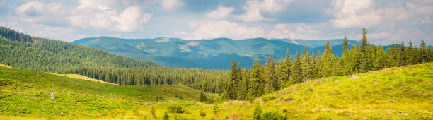 istock Bright Mountain panorama with fir forest in summer 877132714