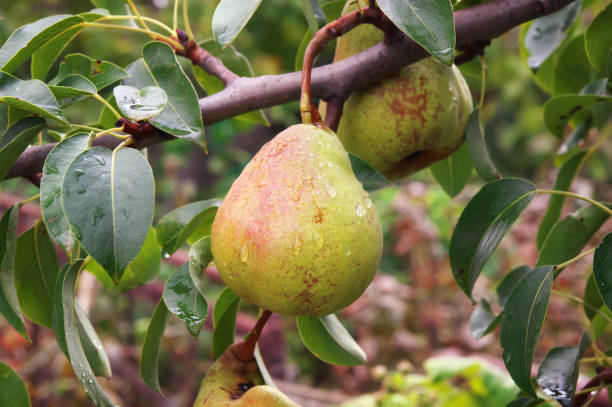istock pear tree. harvest of pears 877133234