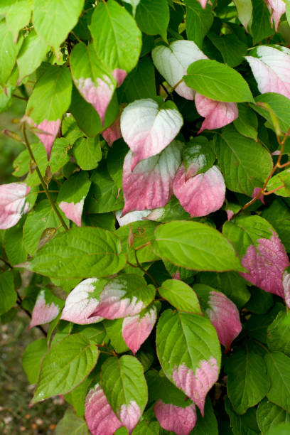 actinidia de folhas verdes e rosa - actinidia - fotografias e filmes do acervo