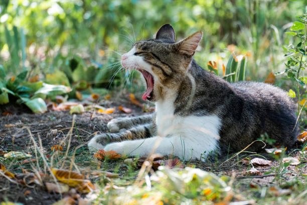 Common tabby cat lies and yawns