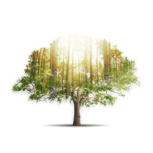 tree Double exposure of single tree with forest over sky background sun exposure stock pictures, royalty-free photos & images