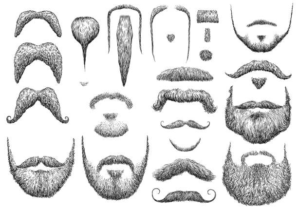Beard illustration, drawing, engraving, ink, line art, vector Illustration, what made by ink, then it was digitalized. animal whisker stock illustrations