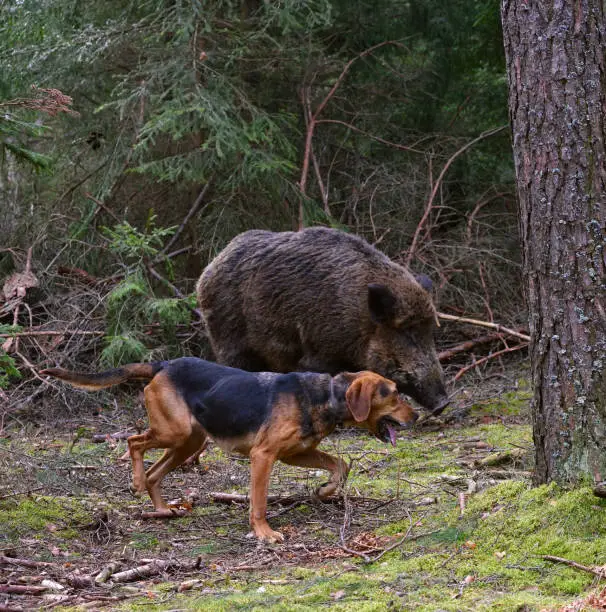 Belarusian Gonchak hound, a National dog breed of Belarus,  hunting on wild boar in green forest