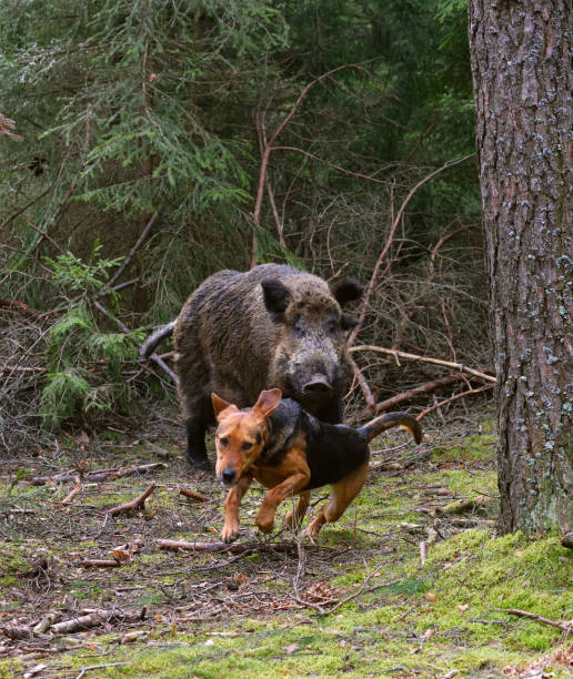 istock Hunting with hound on wildboar 877137736
