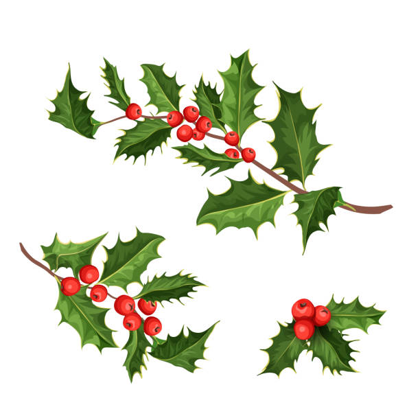 illustrazioni stock, clip art, cartoni animati e icone di tendenza di vettore natale agrifoglio vischio ilex foglie - mistletoe