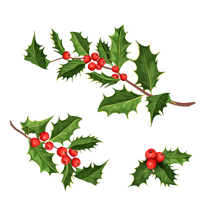 vector realistic hand drawn holly, ilex branch with berry and leaves, mistletoe set. Christmas, new year holiday celebration symbol. Isolated illustration on a white background.