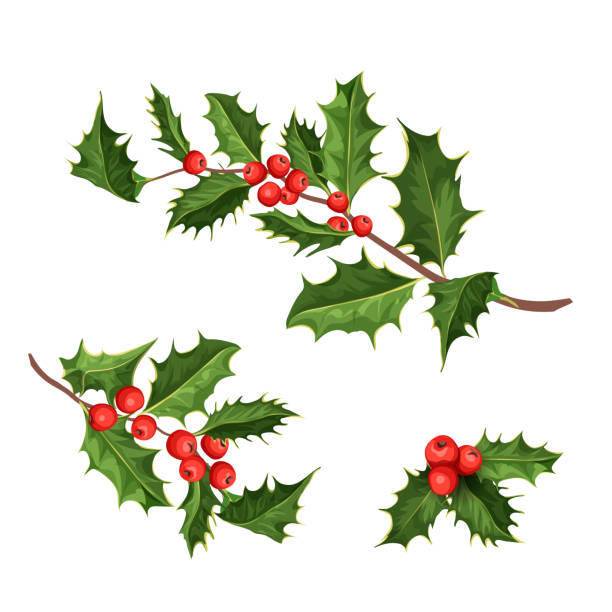 vector christmas holly mistletoe ilex leaves vector realistic hand drawn holly, ilex branch with berry and leaves, mistletoe set. Christmas, new year holiday celebration symbol. Isolated illustration on a white background. holly stock illustrations