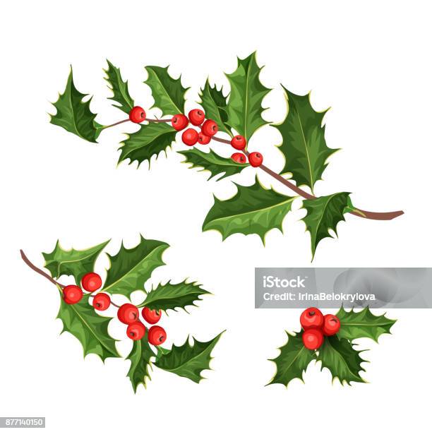 Vector Christmas Holly Mistletoe Ilex Leaves Stock Illustration - Download Image Now - Holly, Mistletoe, Christmas