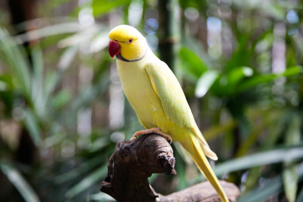 istock Yellow Bird Thailand. 877140292