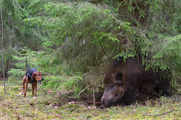 istock Hunting with hound on wildboar 877140596