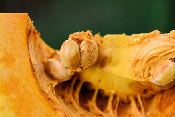 pumpkin and a bowl of pumkin seeds isolated on white background. Image contains copy space