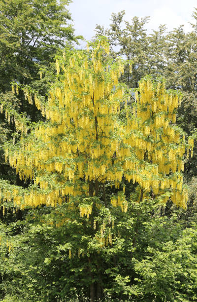 istock yellow flowers of Laburnum tree in bloom in spring 877140790