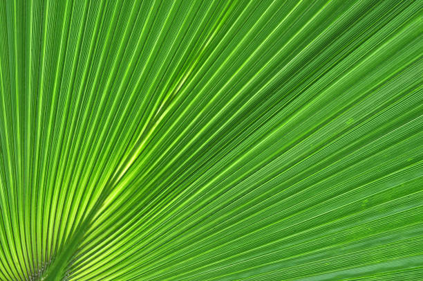 istock Abstract close-up of a green palm leaf 877141286