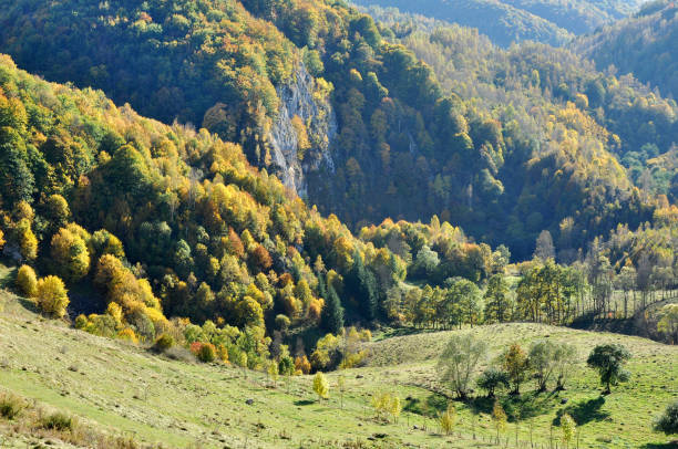 istock Mountain autumn landscape with colorful forest 877141362