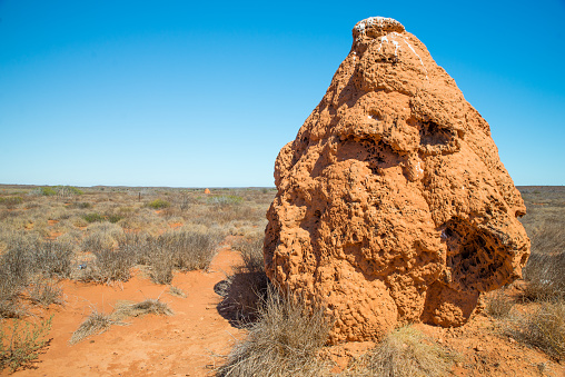 Termite hill in desert