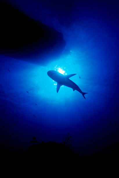istock Caribbean reef shark (Carcharhinus perezii), Bahamas 877147518