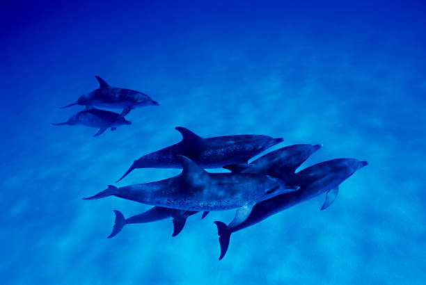 atlantic spotted dolphin (stenella frontalis), bahamas - west end fotografías e imágenes de stock