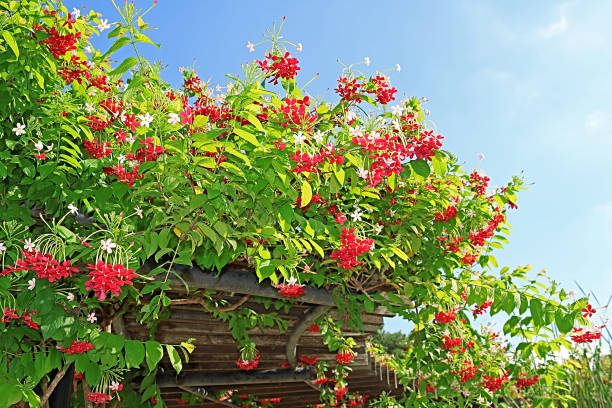 istock Red flowers over blue sky in Israel 877148064