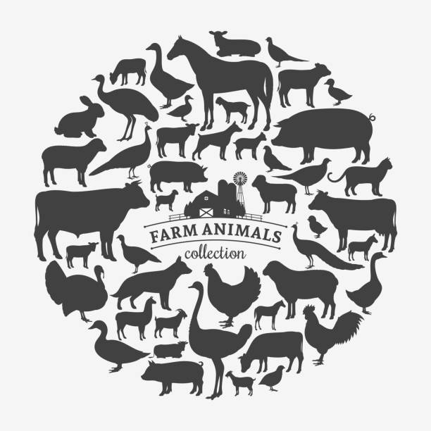 벡터 농장 동물 실루엣 - goat animal black domestic animals stock illustrations