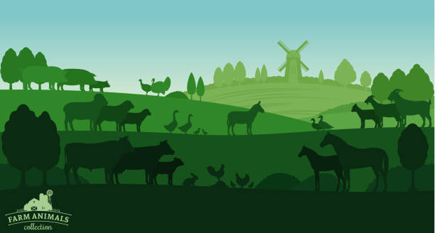 Vector rural landscape with farm animals Vector rural landscape with farm animals and windmill drake male duck illustrations stock illustrations
