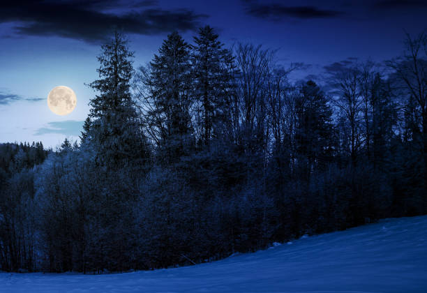 istock forest on snowy hillside at night 877153168