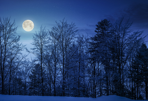 forest on snowy hillside at night in full moon light. beautiful nature background